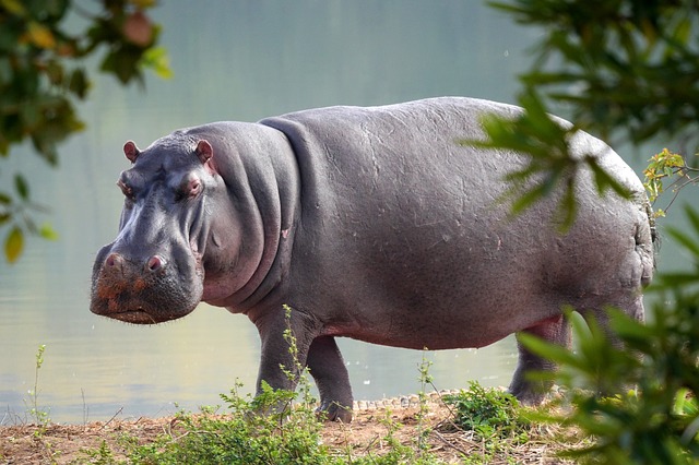 Cuáles Son Los Animales Vertebrados