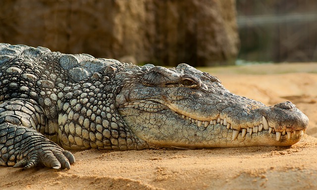 Vertebrados Características