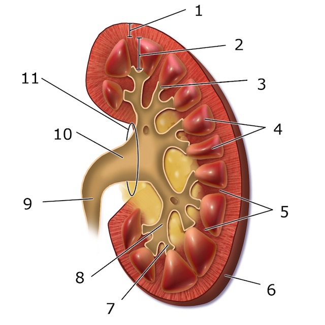 Sistema Excretor Humano