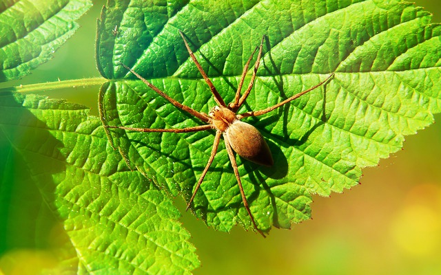 Tipos De Artrópodos