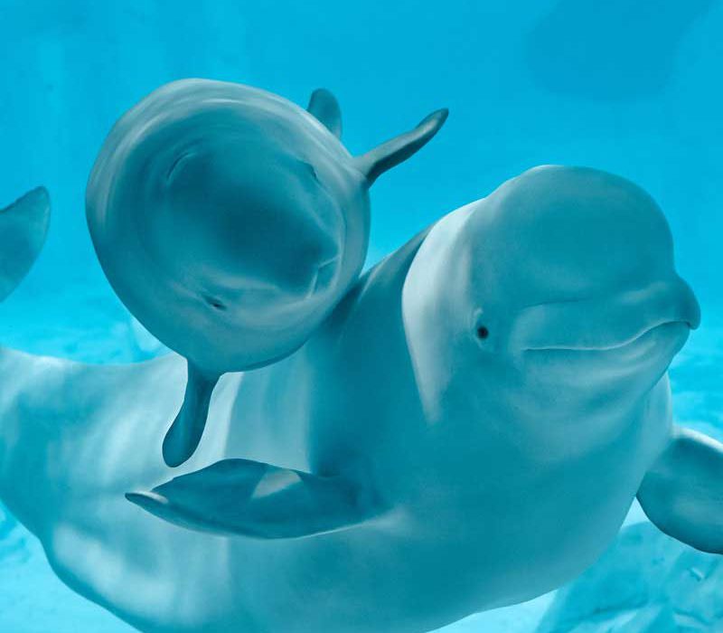 Oceanogràfic Valencia