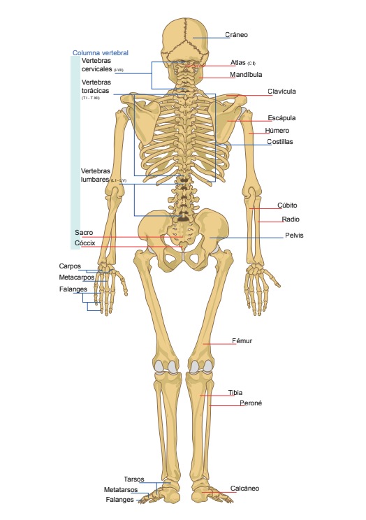 Sistema Locomotor