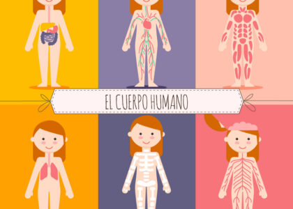 Sistemas Del Cuerpo Humano