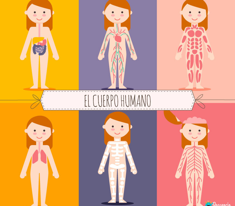 Sistemas Del Cuerpo Humano