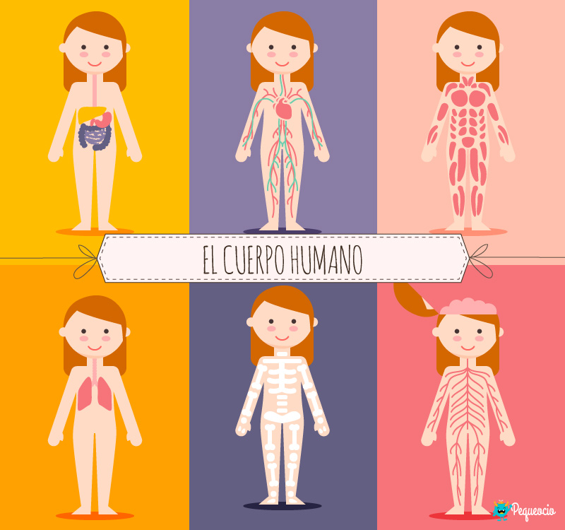 EL CUERPO HUMANO y sus partes (con imágenes para imprimir) - Pequeocio