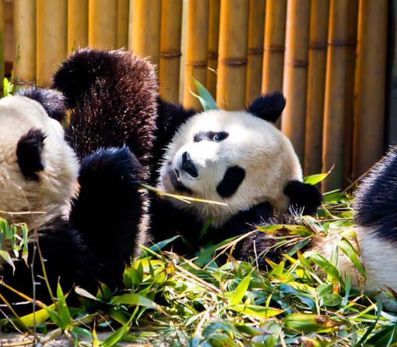 Entradas para zoo de Madrid