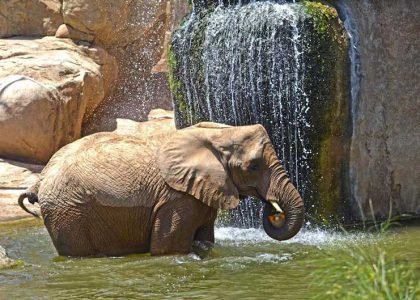 Bioparc Valencia