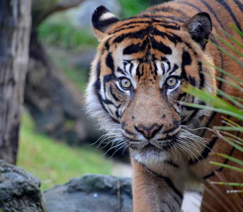 Bioparc Fuengirola entradas