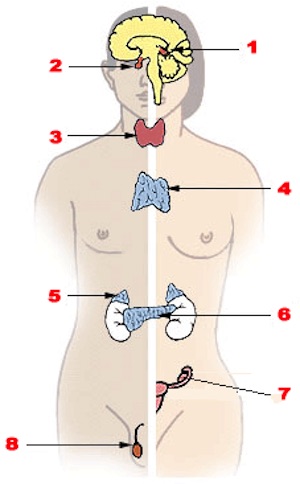 Partes Del Cuerpo Humano