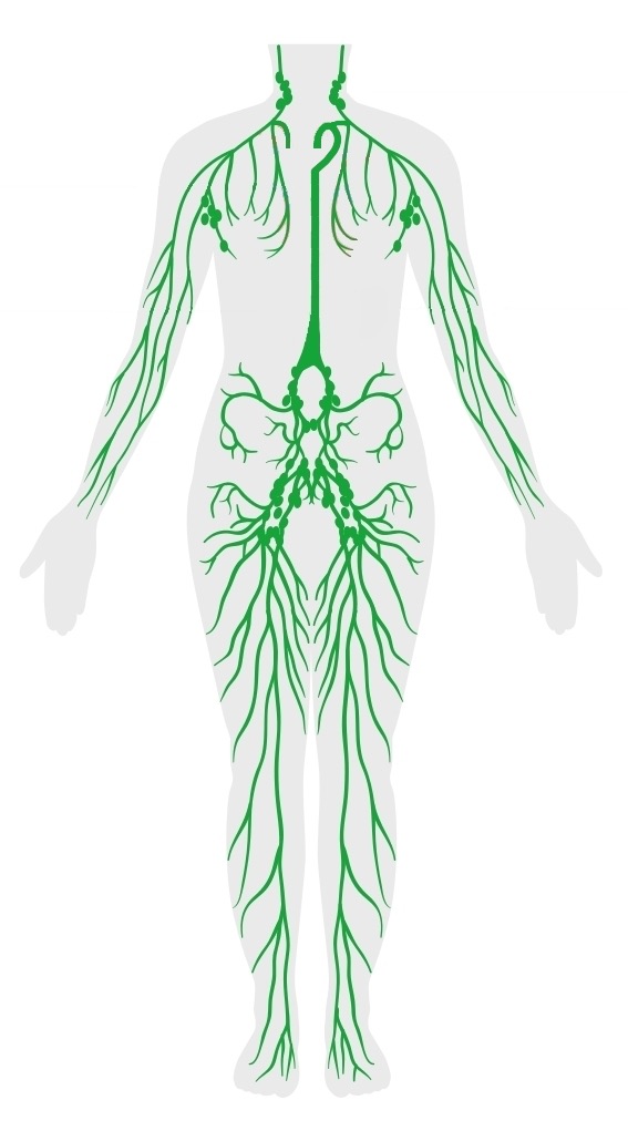 Órganos Del Cuerpo Humano