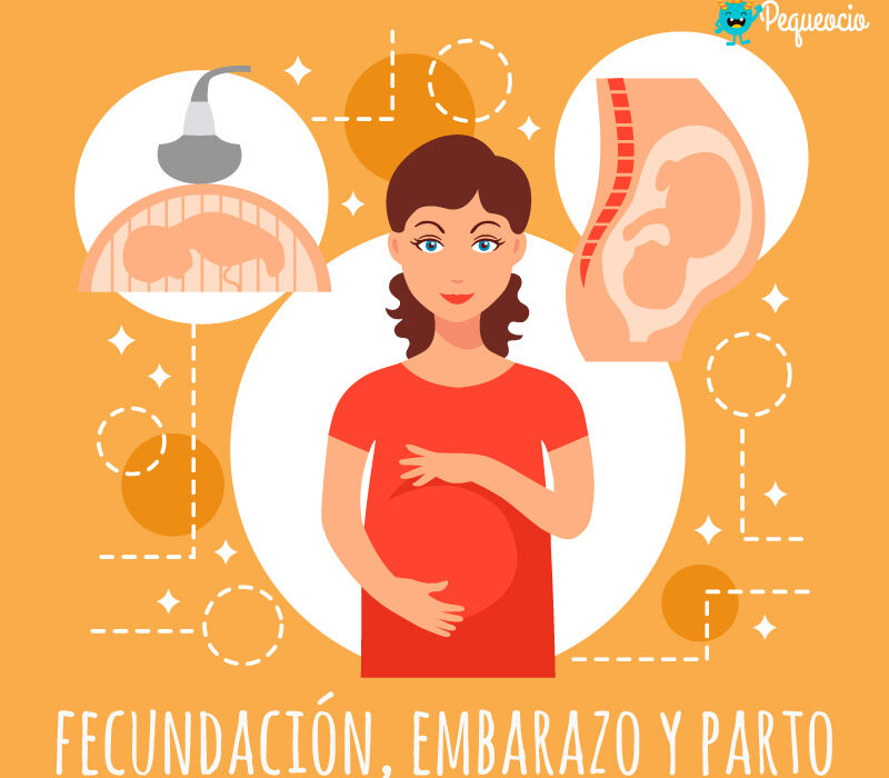 Qué es la fecundación