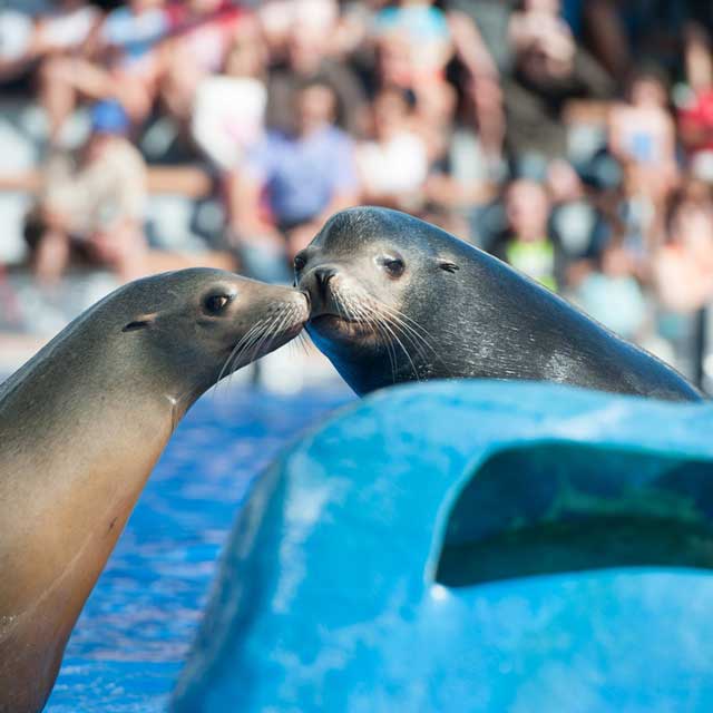 Marineland Mallorca Espectaculos