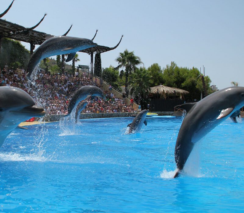 Mundomar Benidorm entradas