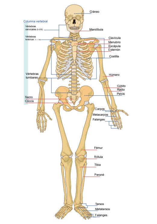 Aparato Locomotor Para Niños