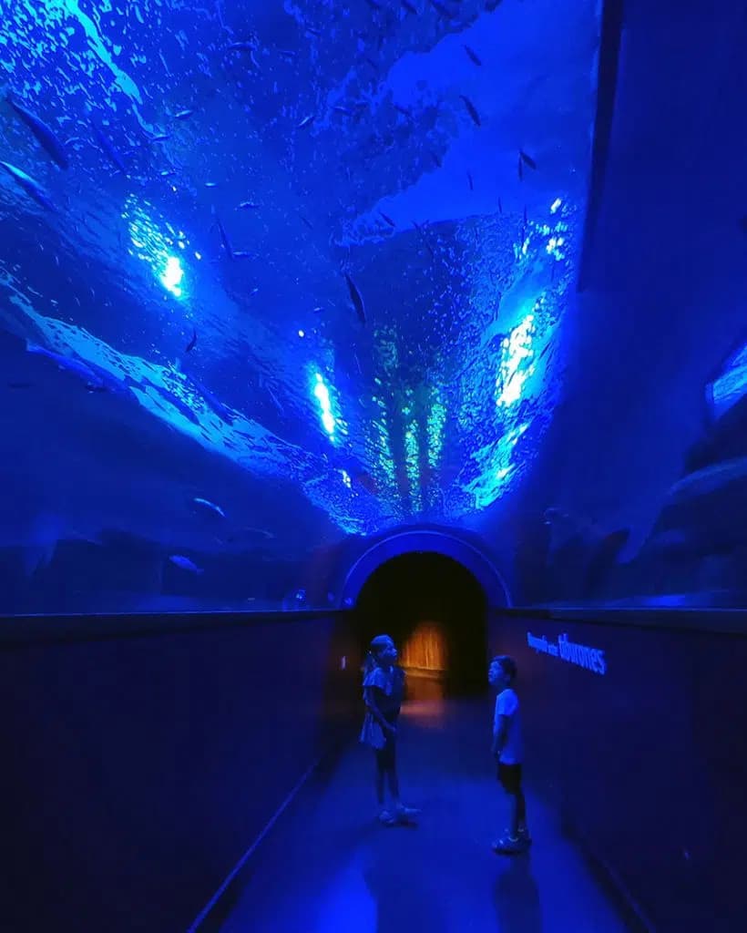 Acuario Sevilla Tunel Oceanario 1660148345186