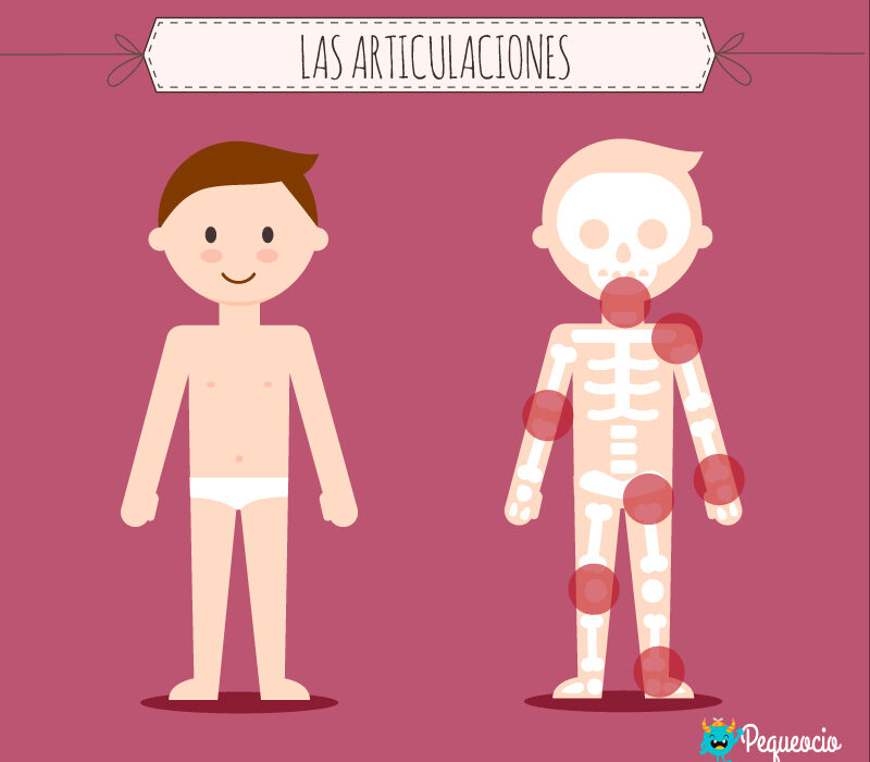 Las articulaciones