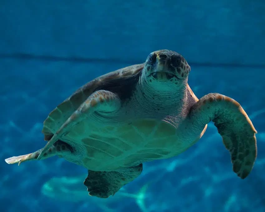 Chelo Tortuga Caretta Caretta.jpg