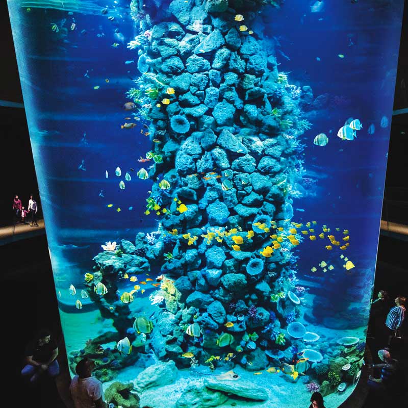 Acuario Poema Del Mar En Las Palmas De Gran Canaria Pequeocio acuario-poema-del-mar-en-las-palmas-de-gran-canaria-pequeocio