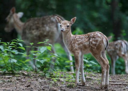 Lacuniacha Jaca Parque De Animales