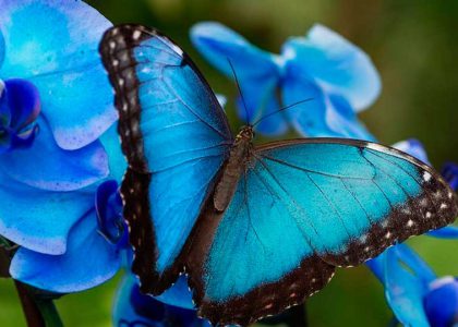 Mariposario Benalmadena