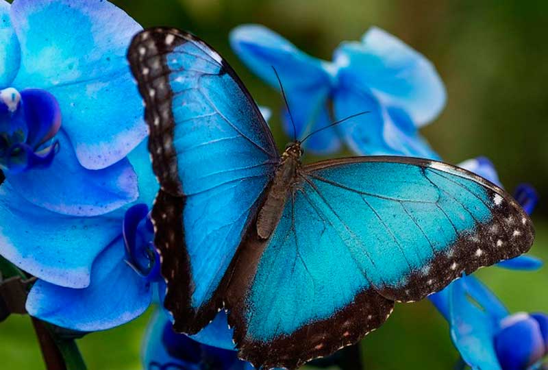Mariposario Benalmadena