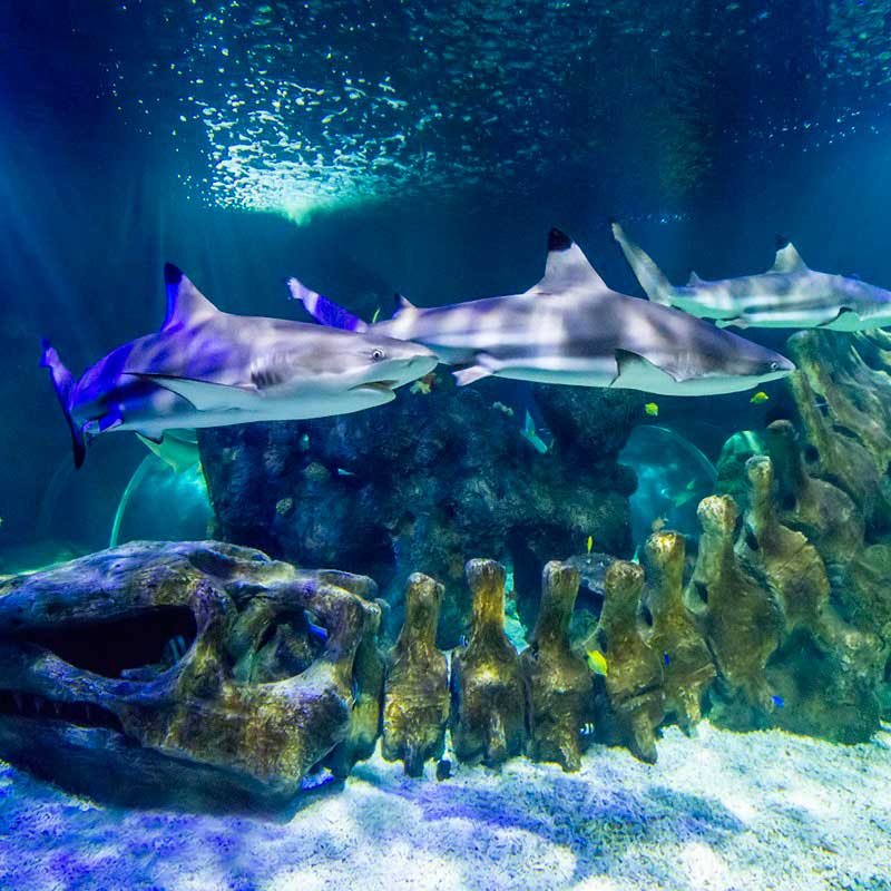 Acuario Benalmadena Entradas