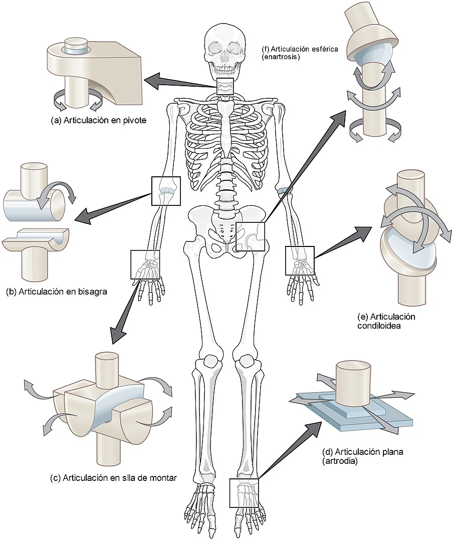 cuerpo humano y las articulaciones