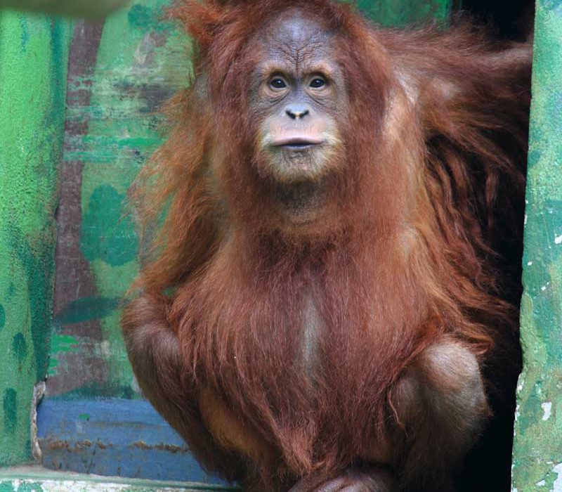 Zoo Santillana del Mar entradas