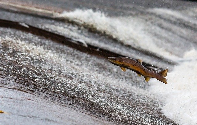 Ecosistema De Aguas Dulces