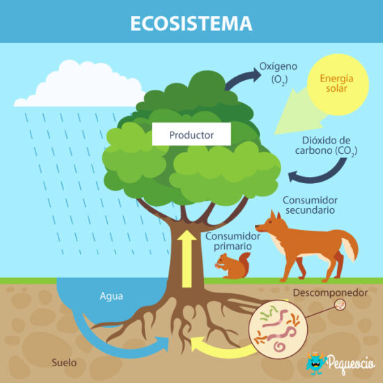 Ecosistema definición y tipos de ecosistemas Pequeocio Ecosistema definición y tipos de ecosistemas Pequeocio