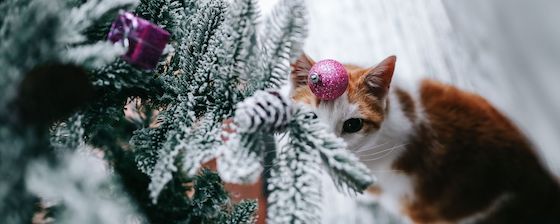 Fotos De Navidad