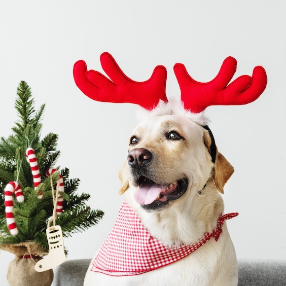 Fotos Divertidas De Navidad