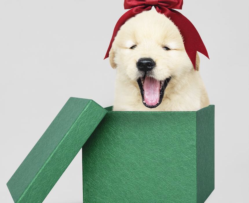 Fotos de Navidad graciosas