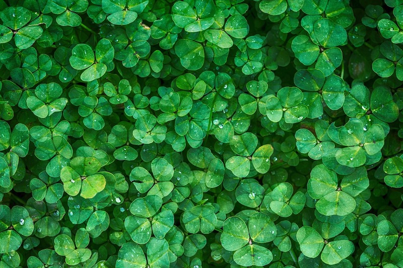 Tipos de plantas