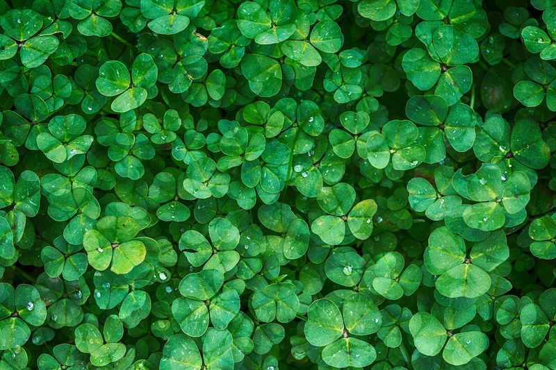 Tipos De Plantas Como Se Clasifican Pequeocio Com