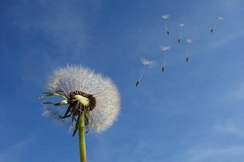 Qué Tipos De Plantas Hay