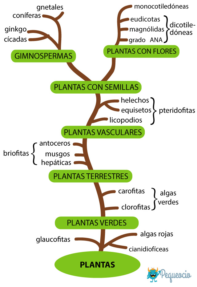 Clases De Plantas