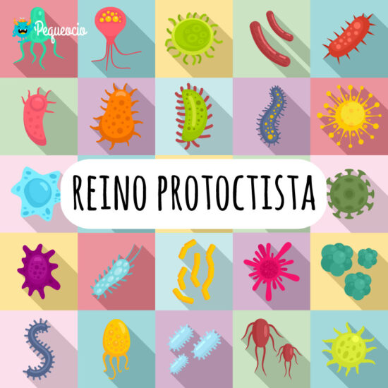 Reino de los protoctistas