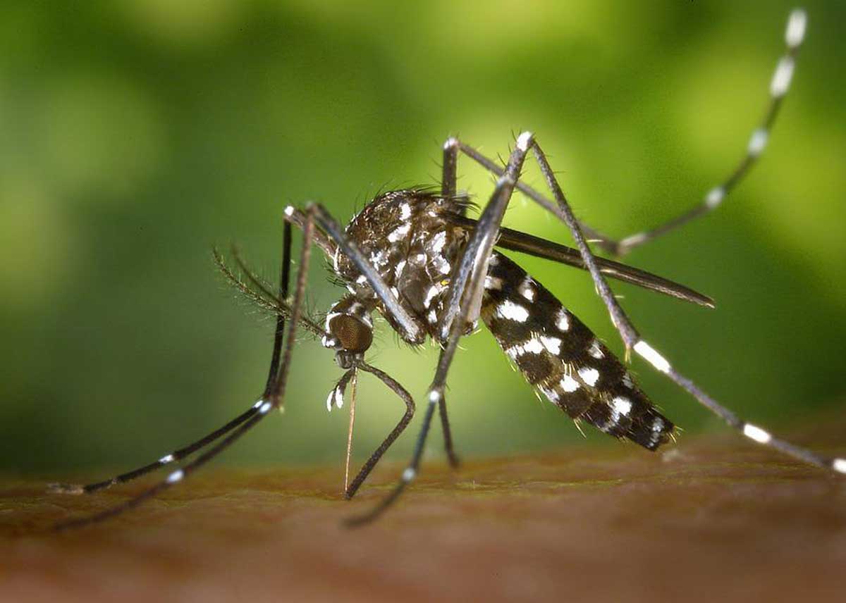 Como evitar picaduras de mosquito