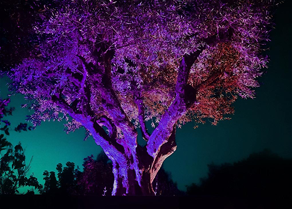 El Bosque Encantado De Noche