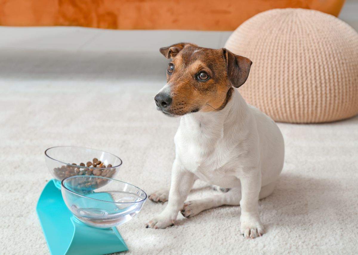 Platos Para Perros