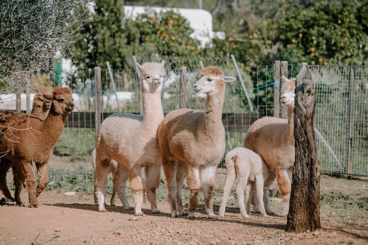 Actividades Para Niños En Ibiza