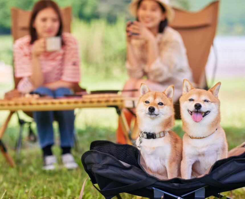 vacaciones en camping con perro