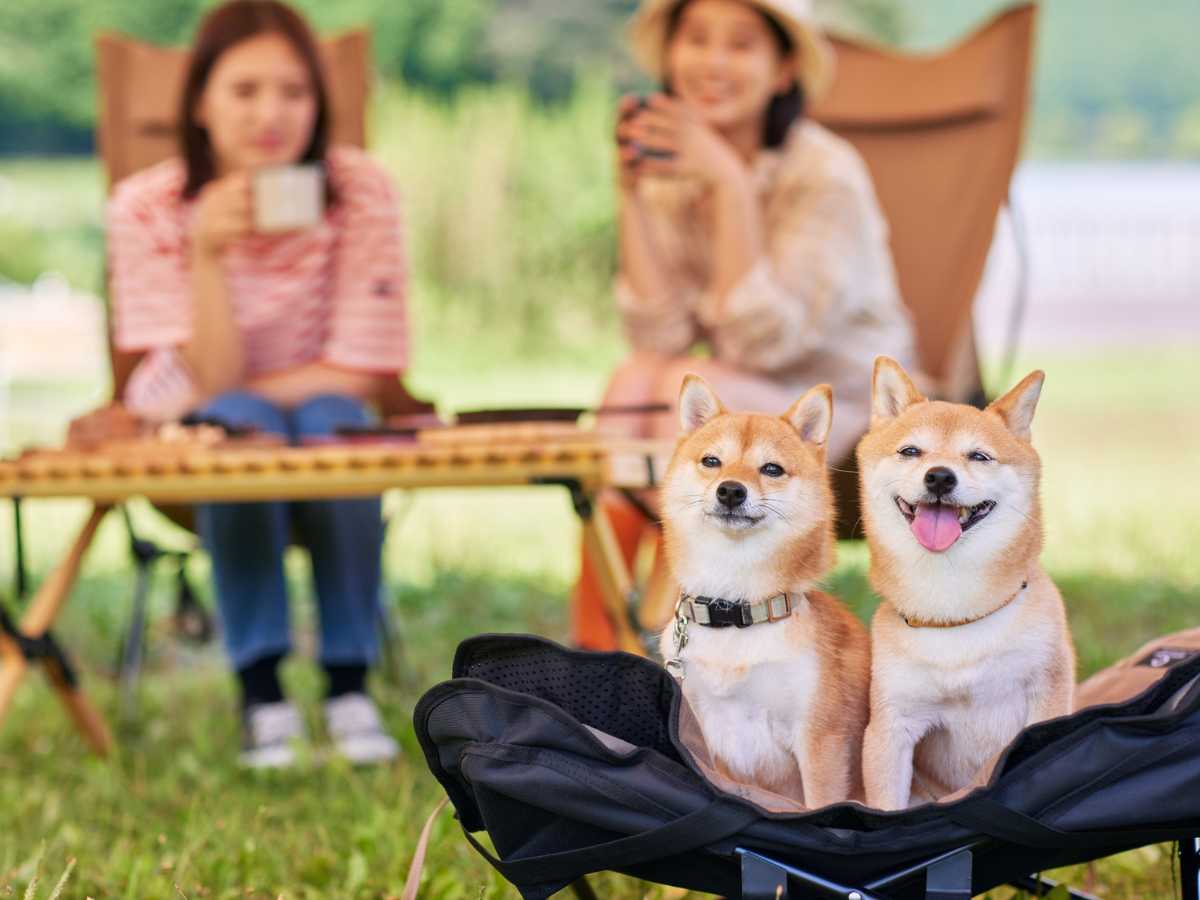 Vacaciones En Camping Con Perro