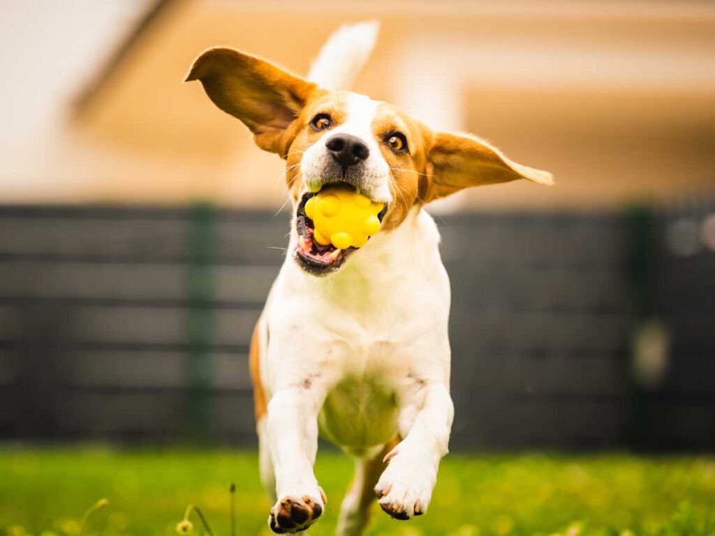 Vacaciones En Camping Con Perro: Viajar Con Tu Mascota Sin Renunciar A Nada - Pequeocio Viajar A Camping Con Perro