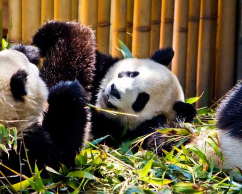 Entradas para zoo de Madrid