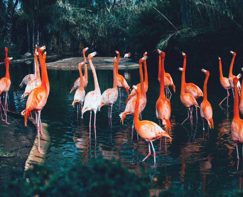 Barcelona zoo entradas