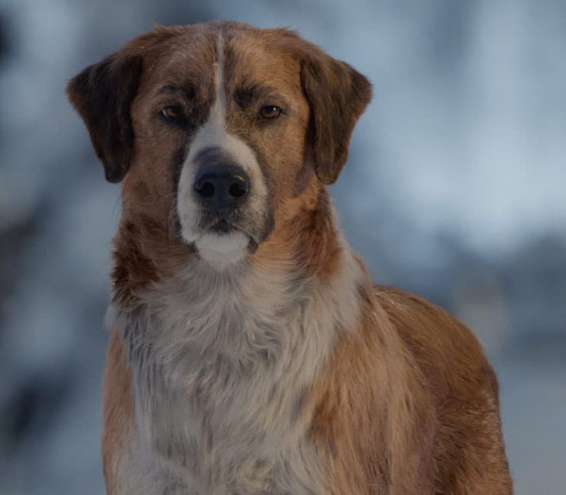 la llamada de lo salvaje pelicula perro harrison ford