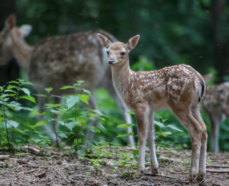 Lacuniacha Jaca parque de animales