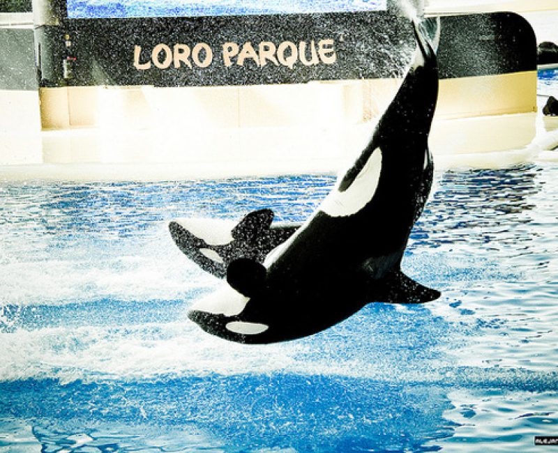 Loro parque